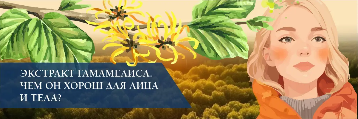 Экстракт гамамелиса. Чем он хорош для лица и тела? Экстракт гамамелиса. Чем он хорош для лица и тела?