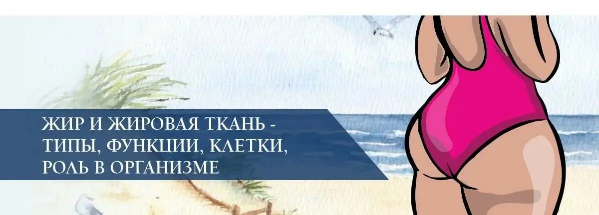 Жир и жировая ткань - типы, функции, клетки, роль в организме Жир и жировая ткань - типы, функции, клетки, роль в организме